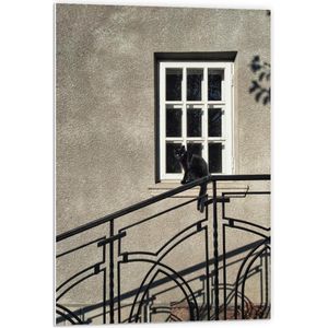 Forex - Kat op Trappenrekje - 60x90cm Foto op Forex