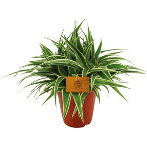 Chlorophytum Ocean - Spinplant -20cm -Ø14 Groene Kamerplant -Sierplantenshop