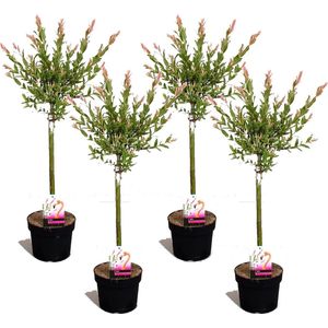 Plant in a Box - Salix integra Flamingo - Set van 4 - Tuinplant - Bonte wilg - Winterhard - Pot 17cm - Hoogte 60-80cm