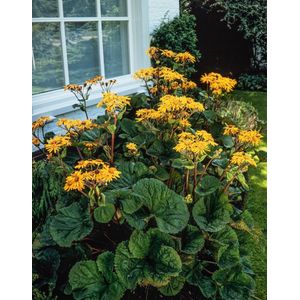 Plants Online - Tuinplanten - Vaste planten - Set van 5 - Ligularia dentata 'Othello' - 0.7 liter pot - Plant