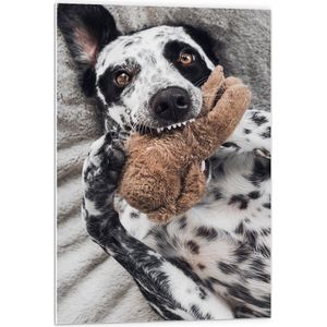 PVC Schuimplaat - Dalmatiër Hond Spelend met Bruine Knuffel - 60x90 cm Foto op PVC Schuimplaat (Met Ophangsysteem)