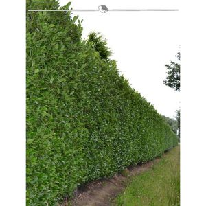 Laurier Prunus Caucasica 100-120 cm, 40x Haagplant