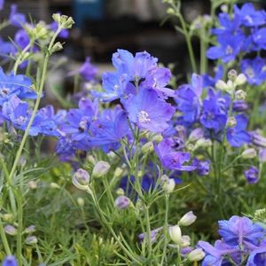 6x Ridderspoor - Delphinium grandiflorum ‘Blauer Zwerg’ - Pot 9x9cm