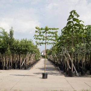 Leilinde 8-12 cm omtrek van de stam + aanplantpakket