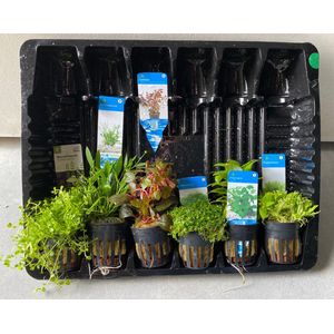 Aquariumplanten Pakket Laag Luxe