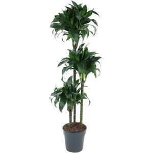 Dracaena Tatuade - 140 cm - ø24