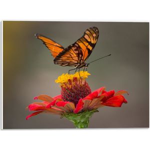 PVC Schuimplaat - Oranje Vlinder op een Rode Bloem - 40x30 cm Foto op PVC Schuimplaat (Met Ophangsysteem)