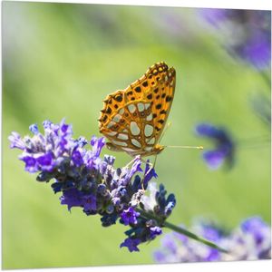 Vlag - Gele Vlinder op Lavendelbloem in Italië - 100x100 cm Foto op Polyester Vlag