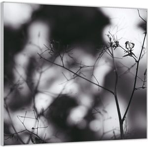 Acrylglas  –Takjes met spinnenweb Zwart - Wit-100x100 (Met ophang)