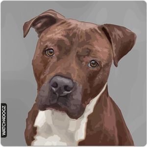 American Stafford, Pitbull waakbord