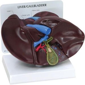 Anatomisch model lever ST-ATM 88