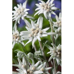 Plants Online - Tuinplanten - Vaste planten - Set van 3 - Leontopodium alpinum - 1 liter pot - Plant