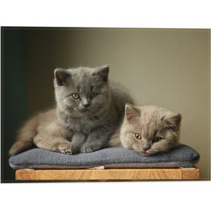 WallClassics - Vlag - Britse Korthaart Katten - 40x30 cm Foto op Polyester Vlag