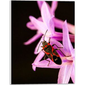 Forex - Zwart met Rode Vlinder op een Roze Bloem - 30x40cm Foto op Forex