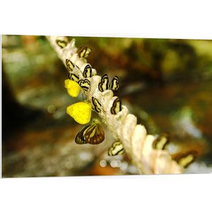 PVC Schuimplaat- Dik Gedraaid Touw vol Zwart met Gele Vlinders - 105x70 cm Foto op PVC Schuimplaat