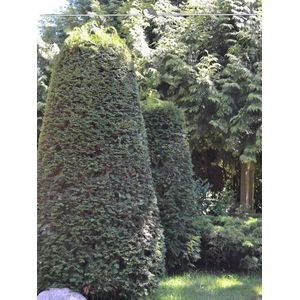 Venijnboom Taxus baccata 120-140 cm in Pot, 15x Haagplant