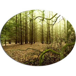 WallClassics - Dibond Ovaal - Dunnen Takken krioelend door het Bos - 68x51 cm Foto op Ovaal (Met Ophangsysteem)