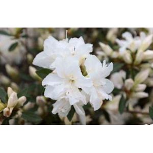 Azalea japonica - Witte Azalea 30 - 40 cm in pot