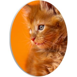 PVC Schuimplaat Ovaal - Opzijkijkende Rode Langharige Kitten tegen Oranje Achtergrond - 21x28 cm Foto op Ovaal (Met Ophangsysteem)
