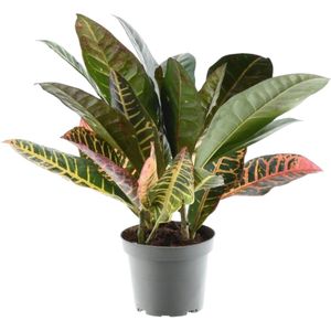 Codiaeum variegatum 'Petra' - 30 cm - ø12