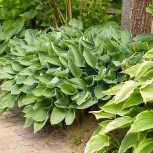 Hosta Sieboldiana 'Elegans' - Hartlelie - Vaste Plant - Winterhard - ⌀9 cm - 10-15 cm
