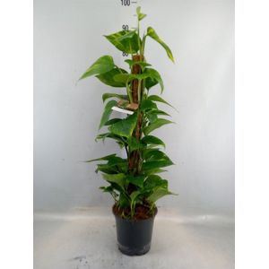Sproution Epipremnum pinn. moss stick - Hoogte 80cm - Potmaat 19cm - Luchtzuiverende Kamerplant - Plant binnen