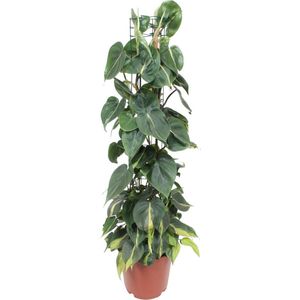 Philodendron Scandens Brasil - Ø24cm - 120cm