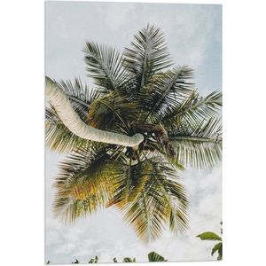 Vlag - Palmboom vanaf onder - 40x60 cm Foto op Polyester Vlag