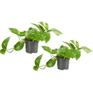 Bloomique - Set van 2 - Epipremnum Aureum - Drakenklimop - Hangplant - Ook geschikt als Klimplant - Kamerplanten - Luchtzuiverend - Gemakkelijk in onderhoud - 15-20 cm Hoog - Pot 12cm