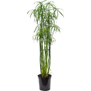 Cyperus alternifolius glaber Toef 160 cm