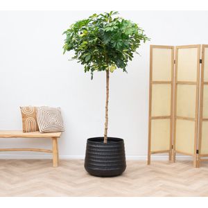 Schefflera Gold Capella op stam - 210cm