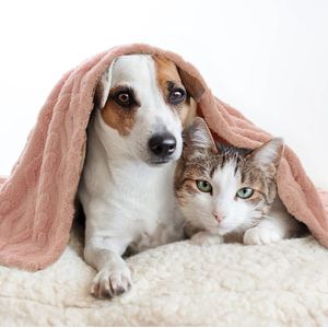 Hond Deken 70x100 cm Pluizige Fleece Stof Zachte en Leuke Warme Bed Cover Deken Gooi Wasbare Slaap Mat Voor Honden Katten Cavia Anaimals Medium Roze
