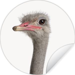 Behangsticker - Kamer decoratie - Struisvogel - Dieren - Kinderen - Jongens - Meisjes - Vogel - 50x50 cm - Muurdecoratie meisjeskamer - Decoratie kinderkamers