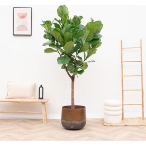 Ficus Lyrata boom XXL - 210 cm
