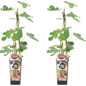 Bloomique - 2x Ficus Carica 'Brown Turkey' - Vijgenboom - Fruitbomen - Tuinplanten - Winterhard - ⌀14 cm - Hoogte 60-70cm
