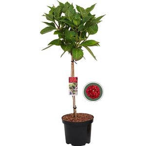 Boerenhortensia rood