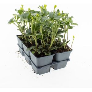 Bodembedekker Schaduwkruid - 12 Stuks - Pachysandra terminalis 'Green Sheen' - P9 - Plant - Tuinplant