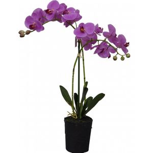 Phalaenopsis 2-tak i/pot h53cm roze