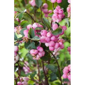 Arbustes de haie - Un ensemble 1 - Symphoricarpos Magical Candy - (3L) 40-50 cm
