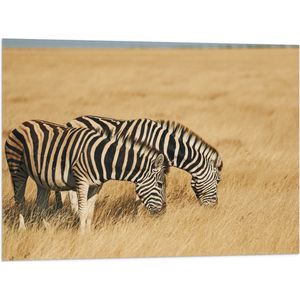 Vlag - Grazend Zebra Duo in het Droog Gras Landschap - 80x60 cm Foto op Polyester Vlag