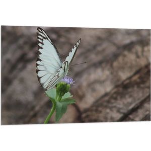 Vlag - Vlinder met Blauwe Vleugels op Paarse Wilde Bloem - 105x70 cm Foto op Polyester Vlag