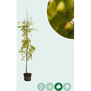 Chinese dadelboom 'Jujuba' | Ziziphus jujuba | Bomenbezorgd.nl
