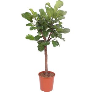 Trendyplants - Ficus Lyrata boom - Tabaksplant - Kamerplant - Potmaat Ø30cm - Hoogte 170-190 cm