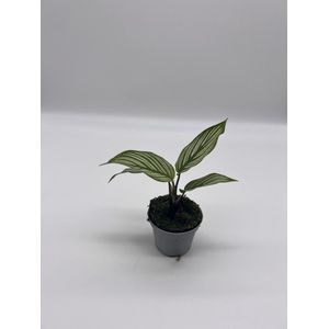 Calathea vittata - Mini baby kamerplant - Prachtige strepen