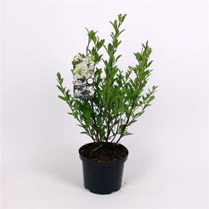 Plants Online - Tuinplanten - Heesters - Set van 5 - Magnolia stellata - 5 liter pot - Plant 40-50 cm
