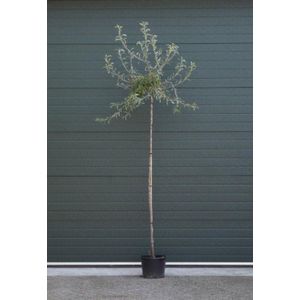 Bomenbezorgd.nl - Boom - Wilgbladige Treur Sierpeer laagstam - Totaalhoogte 200-300 cm (6-10 cm stamomtrek) - ''Pyrus salicifolia Pendula''