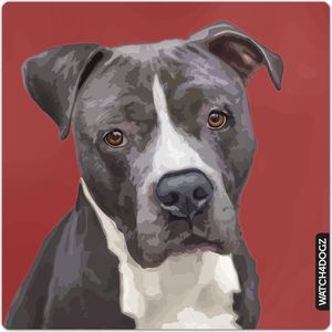 American Stafford, Pitbull waakbord