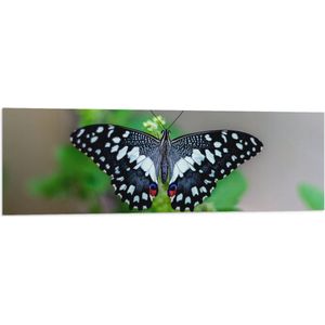 WallClassics - Vlag - Blauw, Zwart en Wit Gekleurde Vlinder op Groene Bladeren - 120x40 cm Foto op Polyester Vlag