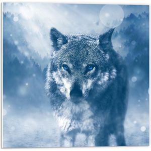 PVC Schuimplaat - Foto van Wolf in Landschap met Felblauwe Ogen - 50x50 cm Foto op PVC Schuimplaat (Met Ophangsysteem)