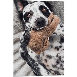 PVC Schuimplaat - Dalmatiër Hond Spelend met Bruine Knuffel - 50x75 cm Foto op PVC Schuimplaat (Met Ophangsysteem)